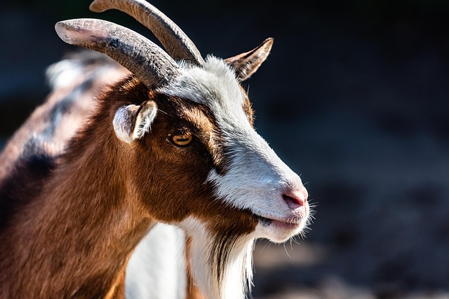 billy goat, goat, horns, cattle, mammal, domestic goat, ruminant, farm animal, species, goat horns, head, farm yard, goat, goat, goat, goat, goat